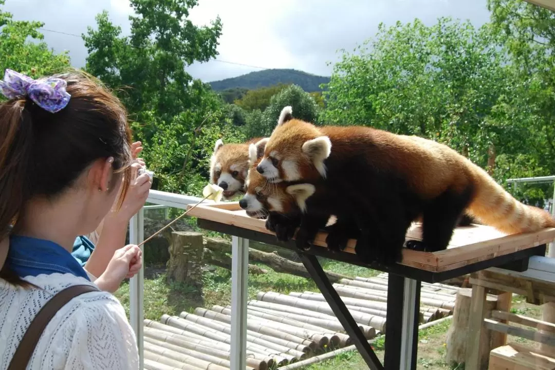 秋吉台自然動物公園 サファリランド 入園チケット