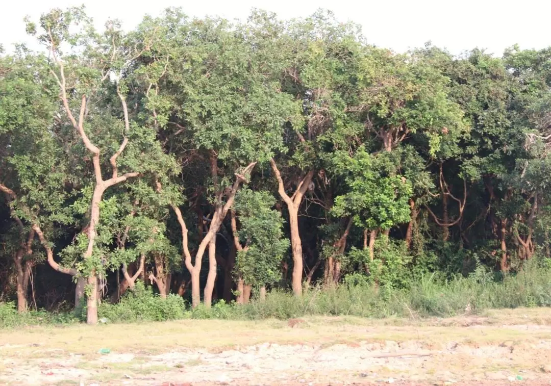 Kompong Phluk, Chong Kneas, and Flooded Forest Sunset Cruise Tour in Siem Reap by Tara Boats