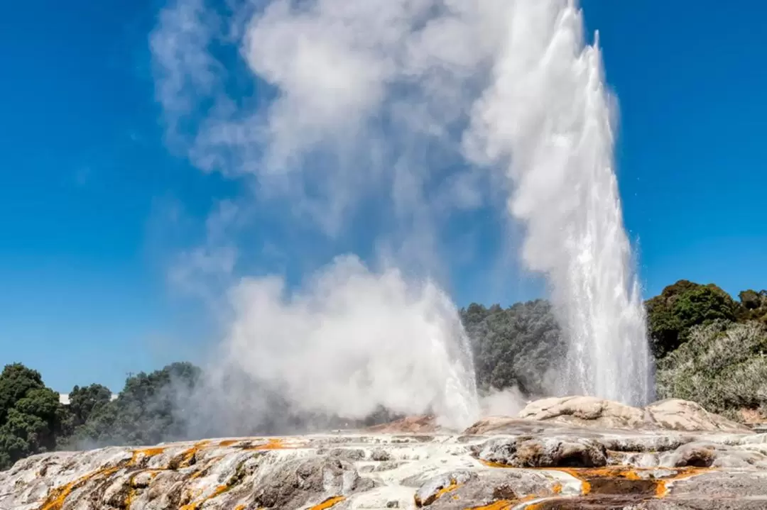 Waitomo and Rotorua Day Tour from Auckland with Te Puia