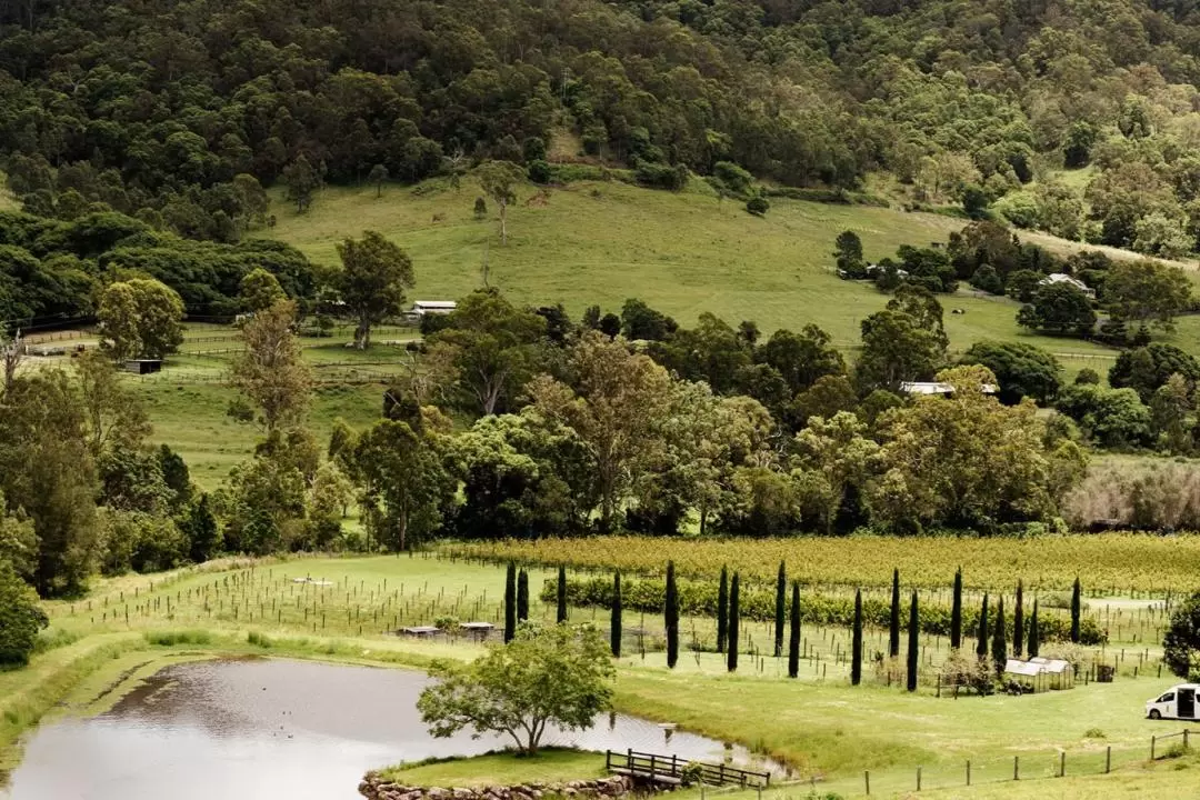 Luxury Winery Full Day Tour, with Lunch from Gold Coast