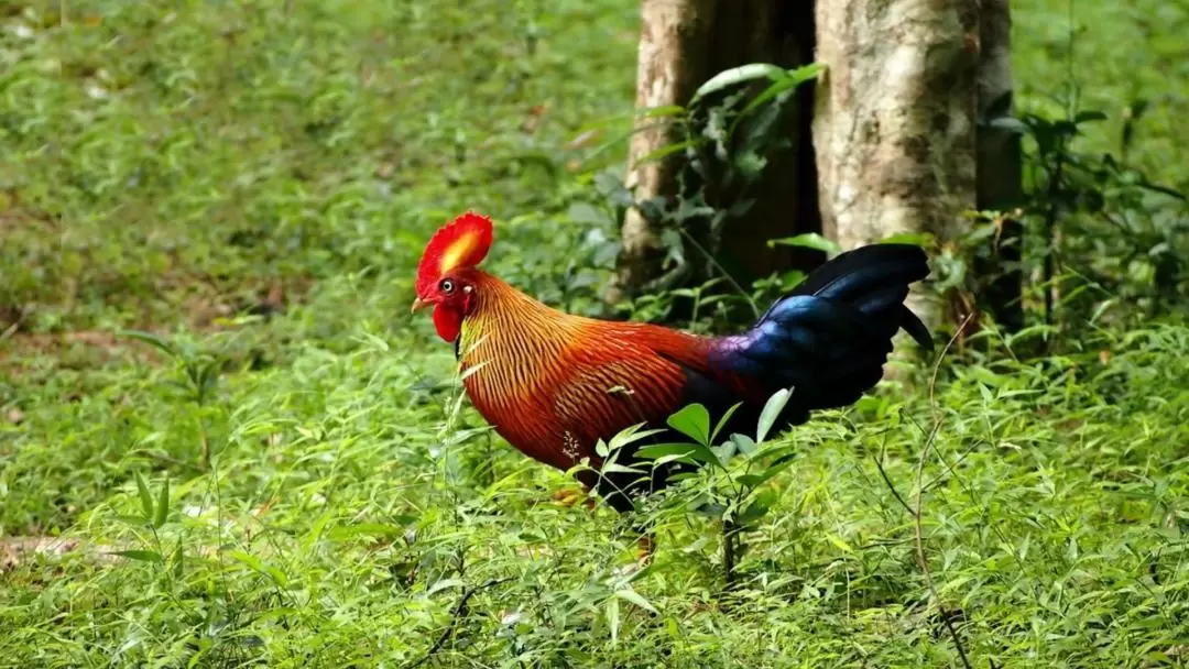 威爾帕圖國家公園野生動物越野車探險（亭可馬里出發）