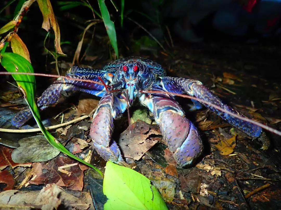 Natural Planetarium! Starry Sky & Subtropical Jungle Night Tour