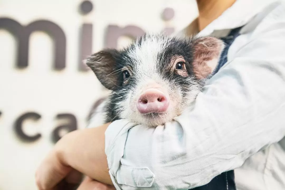 Micro Pig Cafe Experience in Fukuoka