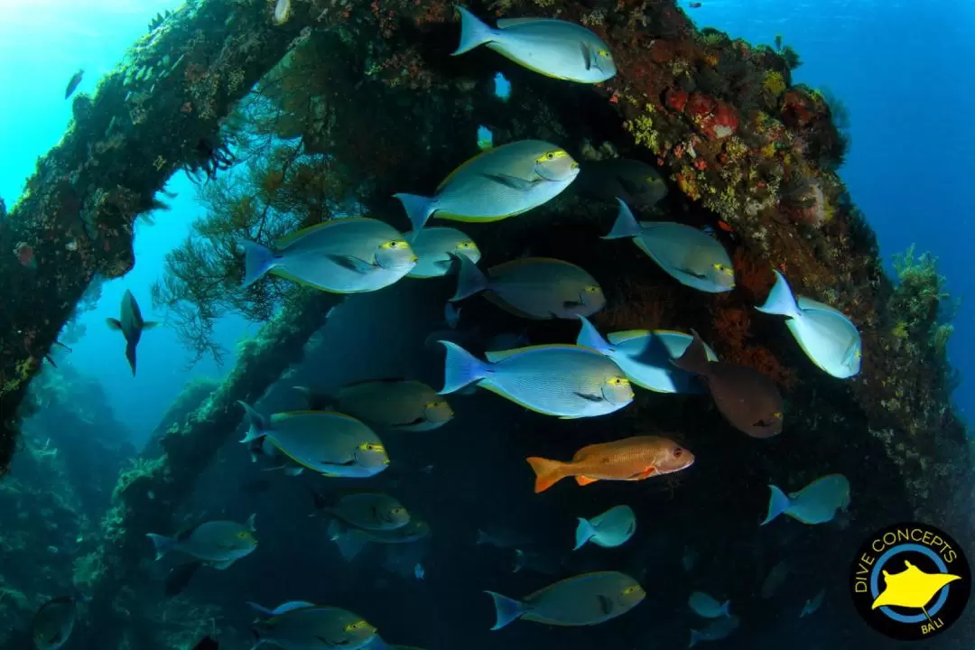 峇里島土蘭奔潛水半日遊（Dive Concepts Bali 提供）