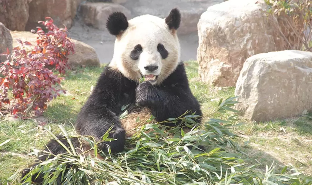 江蘇南通森林野生動物園門票