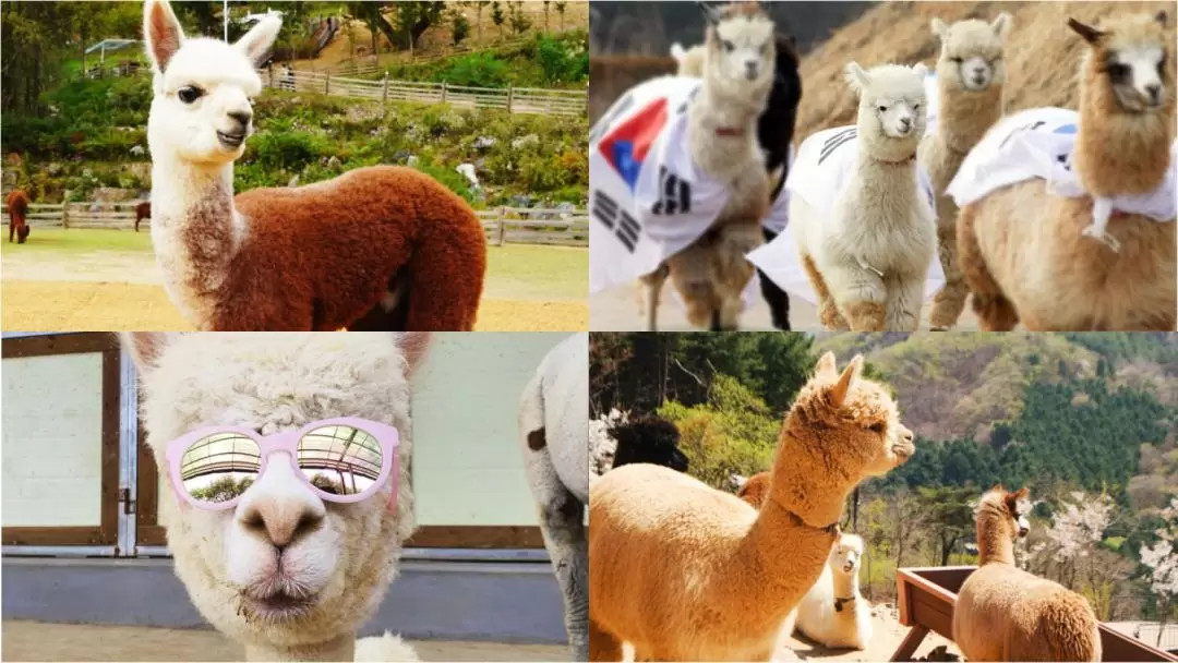 Nami Island+Alpaca+RailBike+Petite+LEGOLAND+Morning Calm PrivateTour