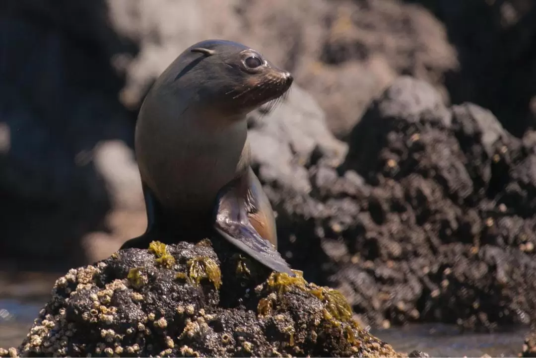 ポハツ湾・ フリー湾 ペンギンウォッチングツアー（クライストチャーチ発）