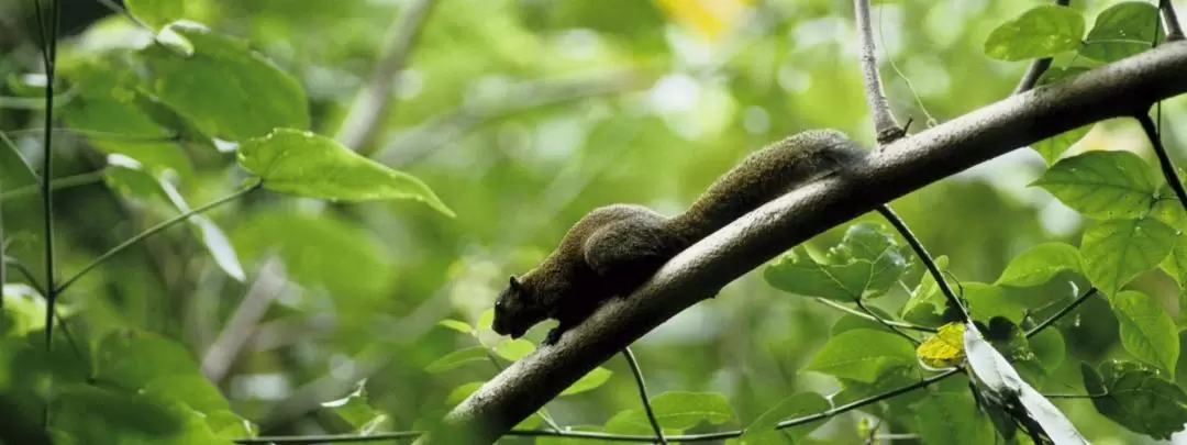 Morning Rainforest Trek in Langkawi