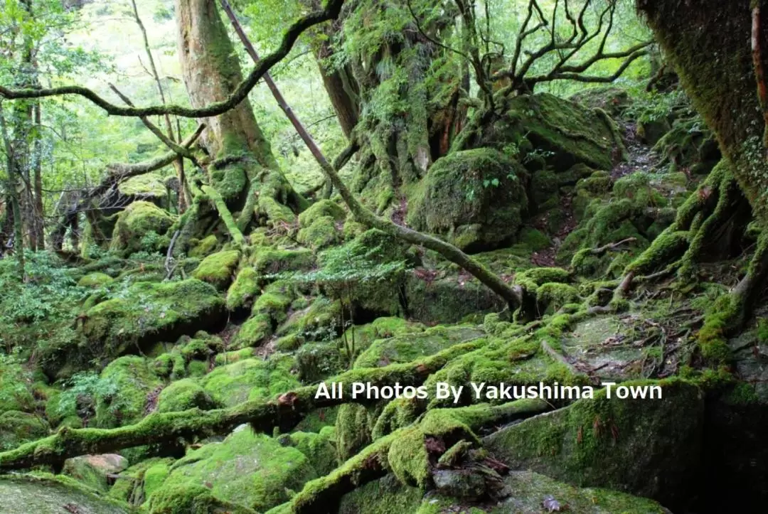 Yakushima 1 day Shiratani Unsuikyo Walking with English Speaking Guide