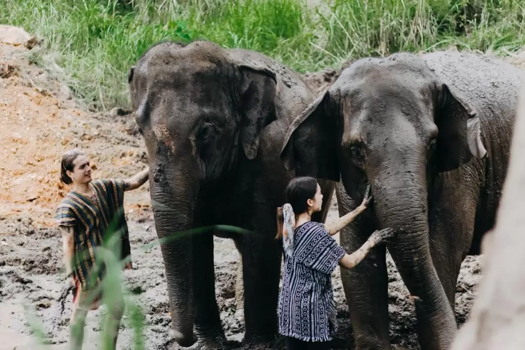 Elephant Care Camp Chiang Mai at Mae Taman