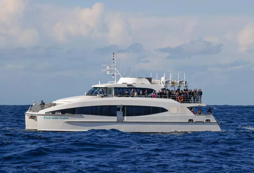 3-Hour Whale Watching Cruise on Sydney Harbour