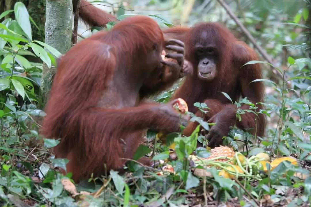 Bukit Merah Orang Utan Island Foundation Tour in Perak 