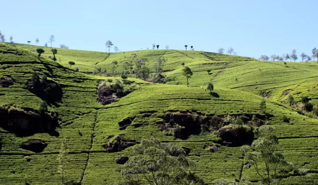 努瓦勒埃利耶 Nuwara Eliya 2日游（可伦坡出发）