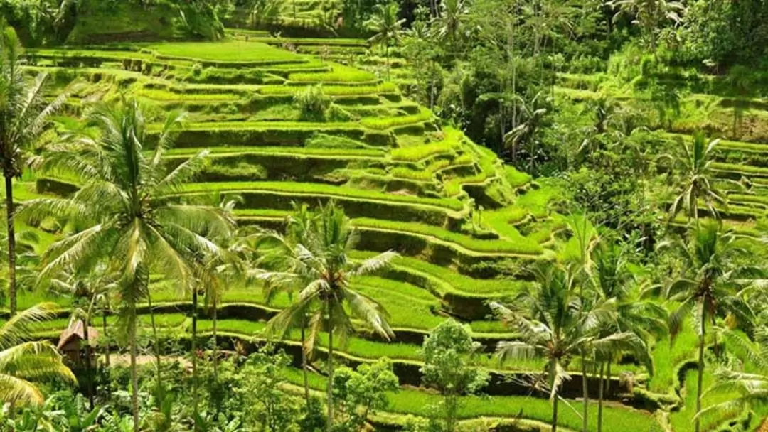 Cooking Class in Ubud with Visit to Monkey Forest and Rice Terrace