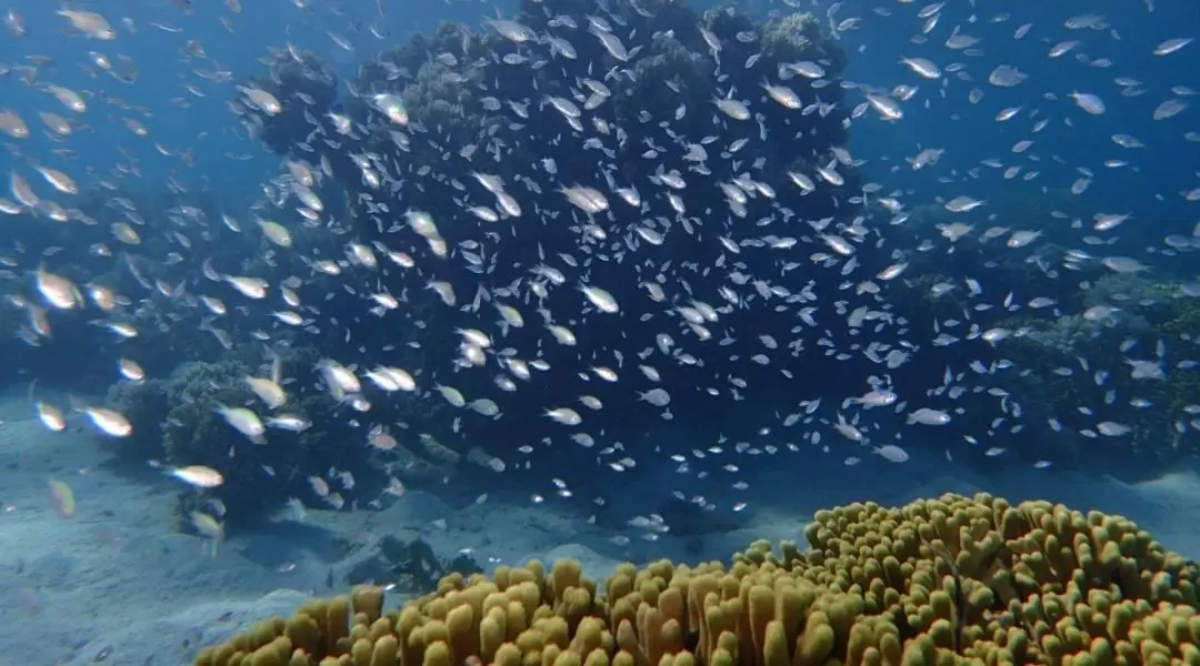 關島最佳沙灘潛水體驗（認證潛水員適用）