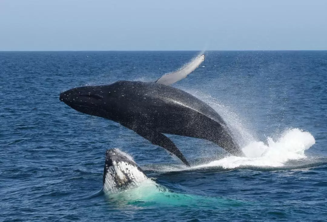 Port Stephens Whale Watching Cruise