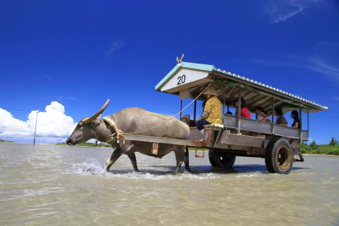 Iriomote Island and Yubu Island Day Tour (Depart from Ishigaki in Okinawa)