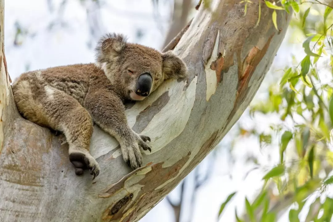 Eco Safari and Boat Tour from Gold Coast