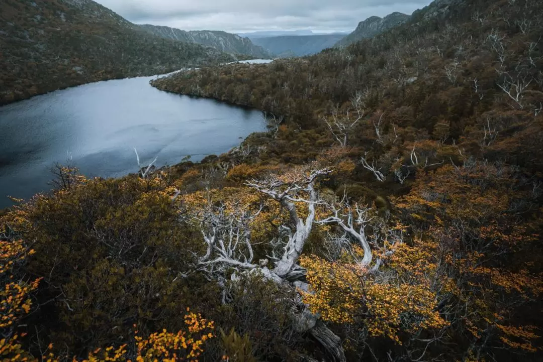 Cradle Mountain Fully Guided Day Tour Departing Launceston