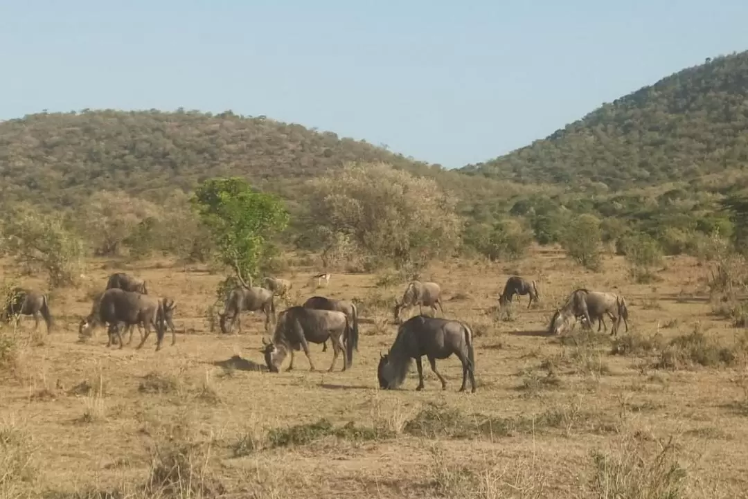 內羅畢野生動物 & 埃爾門泰塔湖 & 納庫魯湖 & 馬賽馬拉國家保護區7天6夜遊（內羅畢出發）