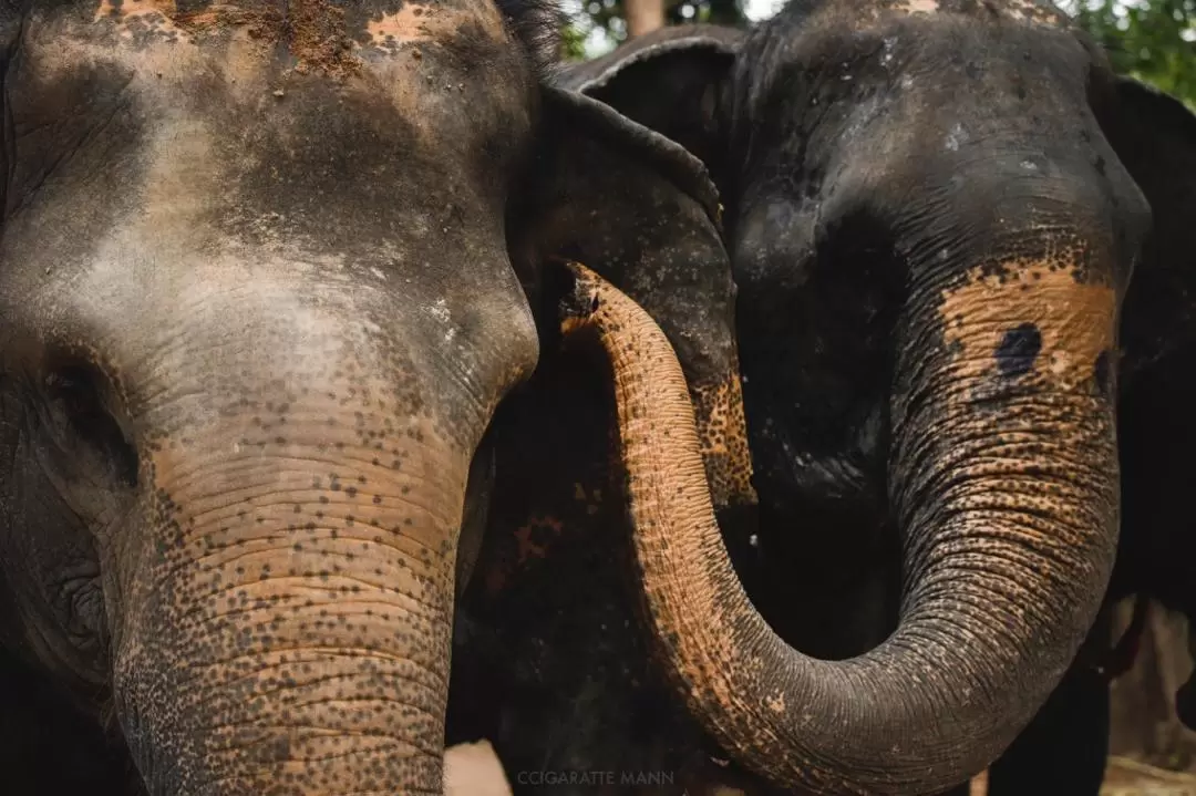 Elephant Jungle Sanctuary Experience in Koh Samui