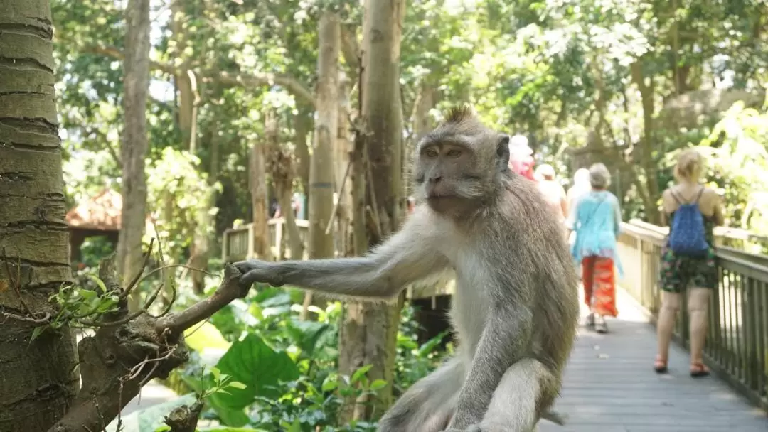 Ubud Monkey Forest and Tegalalang Private Trip