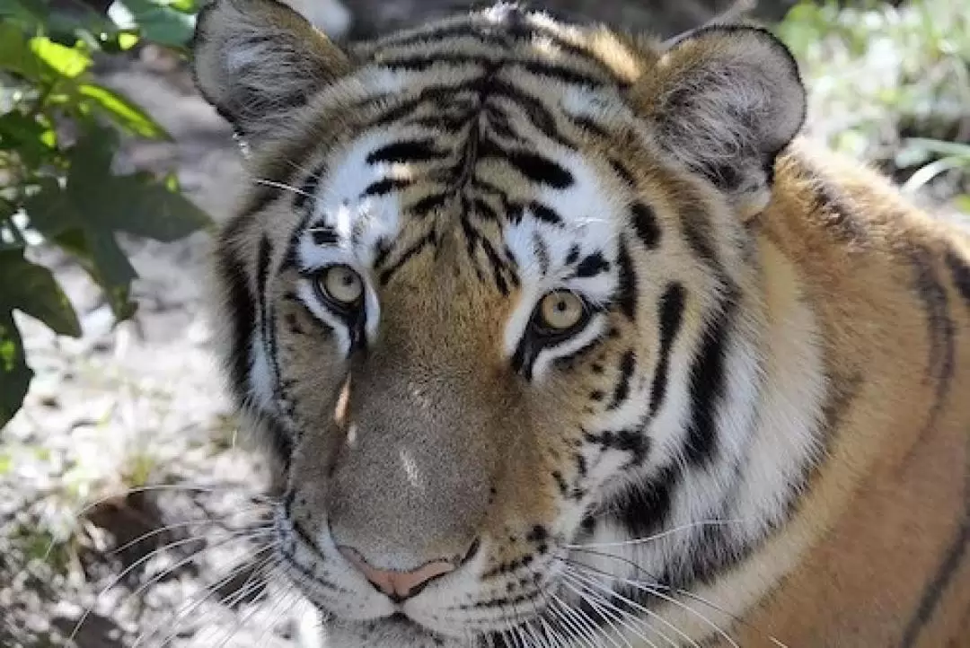 紐約布朗克斯動物園門票