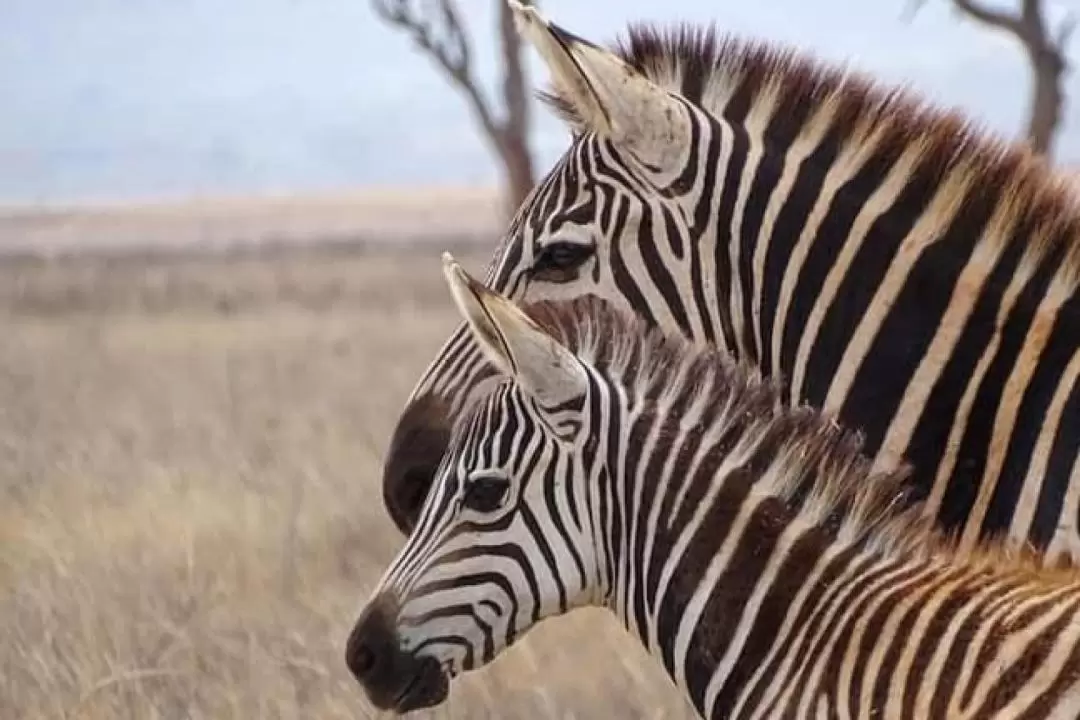 2D1N Tsavo East Safari Tour