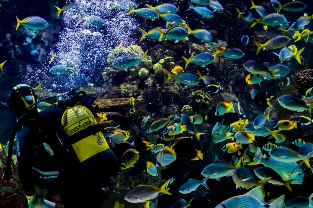 Oceanografic Aquarium Admission in Valencia