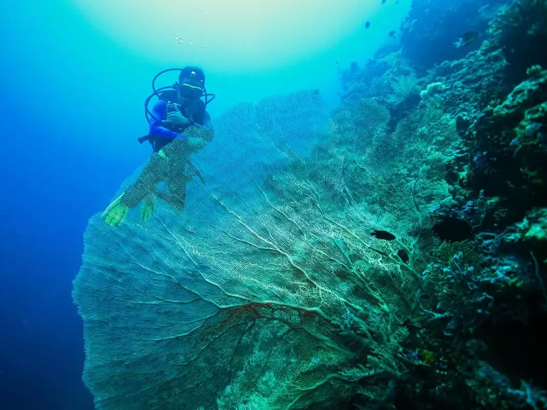 Full-Day Dive to Menjangan Island with PADI 5 Star Dive Resort