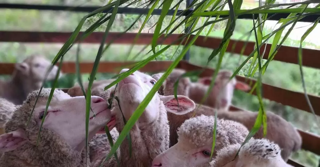 金马伦高原绵阳农场（The Sheep Sanctuary）门票