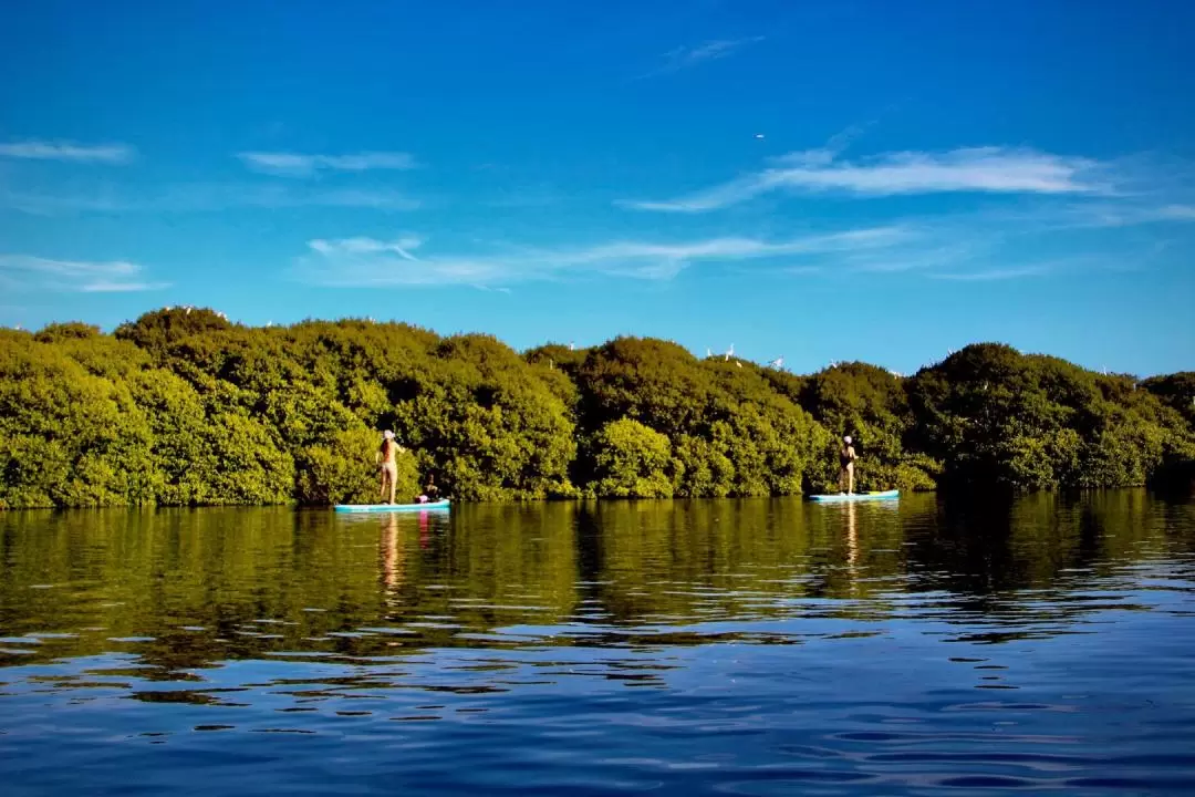 SUP Experience at Yuguang Island, Taijiang National Park, or Sicao Houseboat