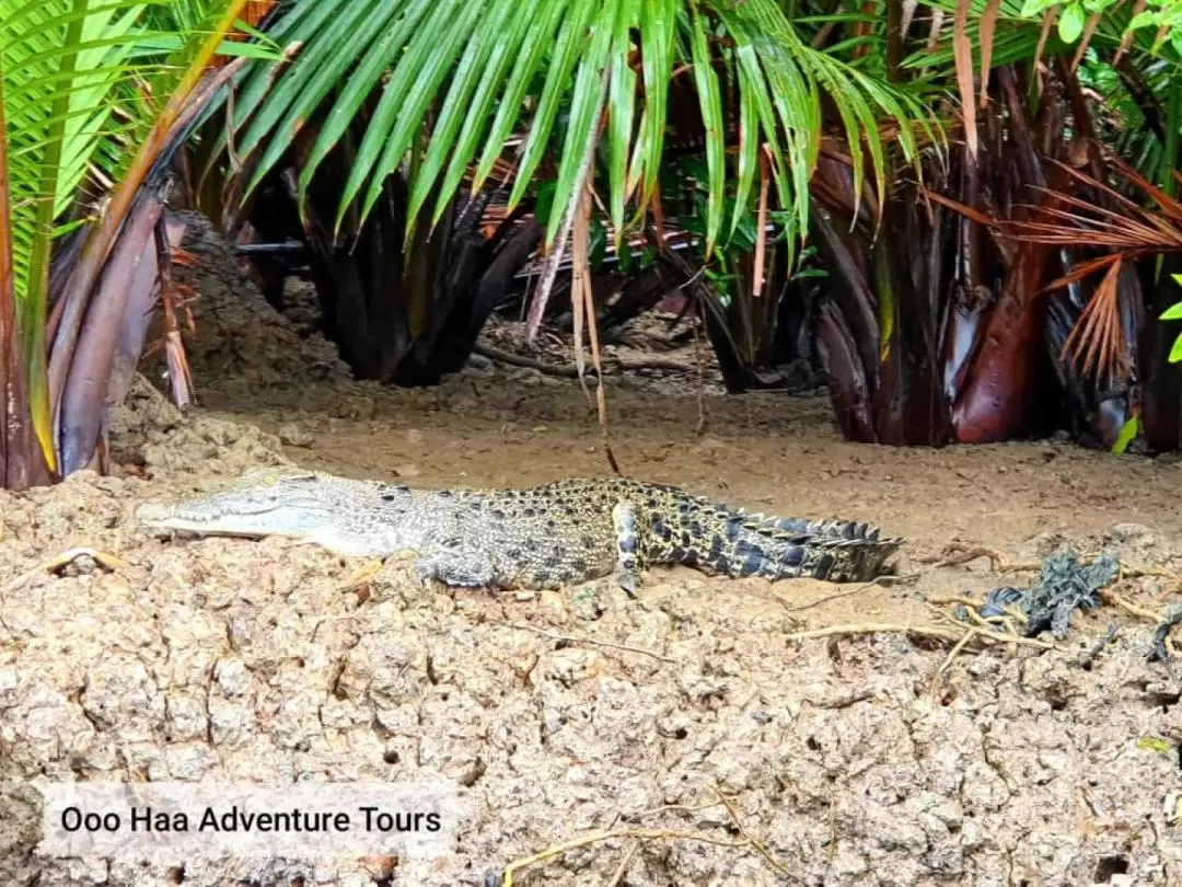 Dolphin Mangrove Cruise and Sarawak Cultural Village Tour in Kuching