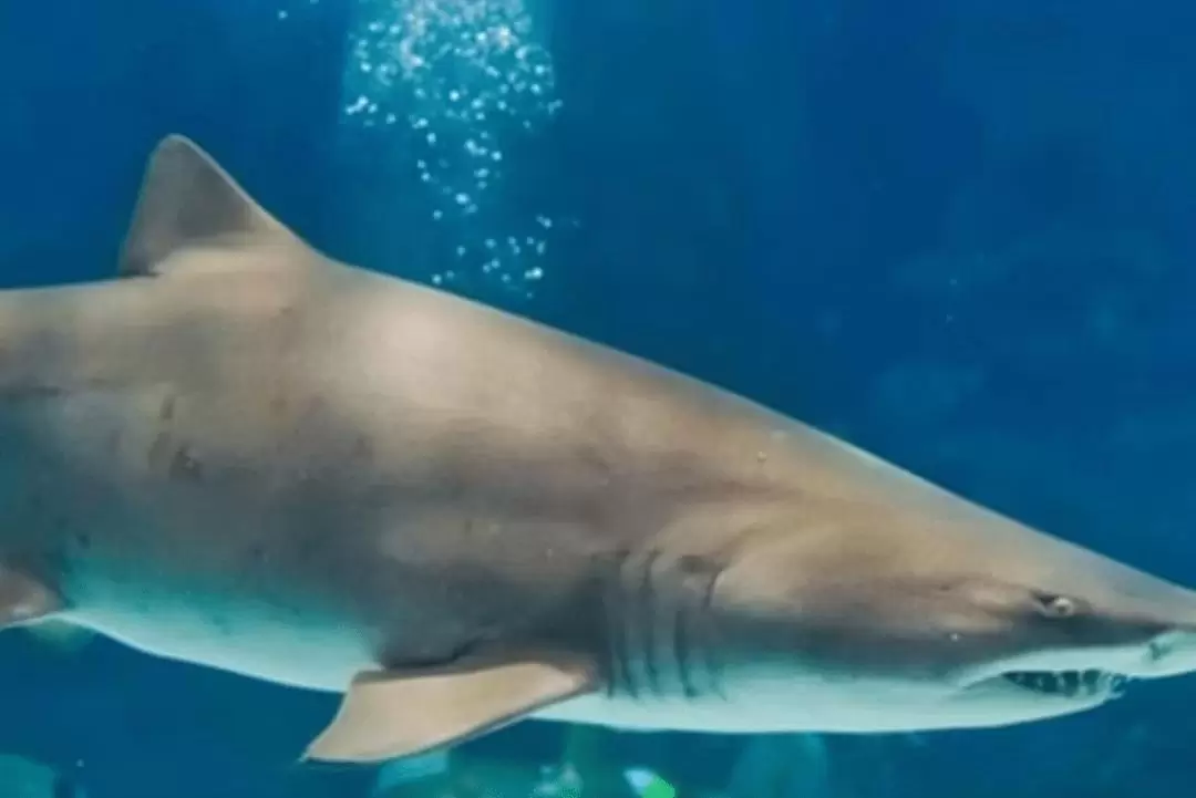 伊斯坦布爾水族館門票 & 伊斯坦布爾市中心接送