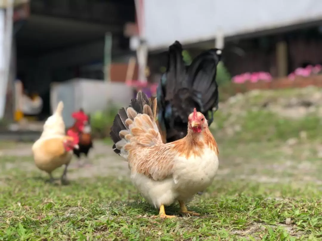 Keda Goat Farm ticket in Yilan