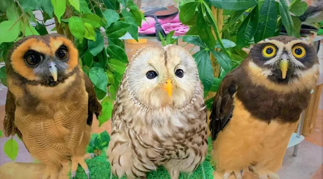 Owl Cafe & Muscle Girls Bar Experience Tour in Tokyo