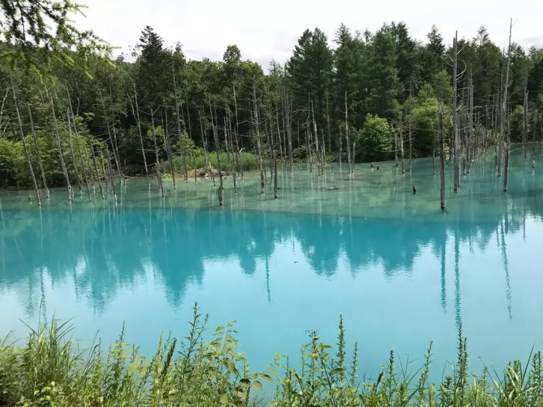 札幌 / 新雪谷 / 洞爺湖 / 富良野 / 函館 / 小樽私人包車遊