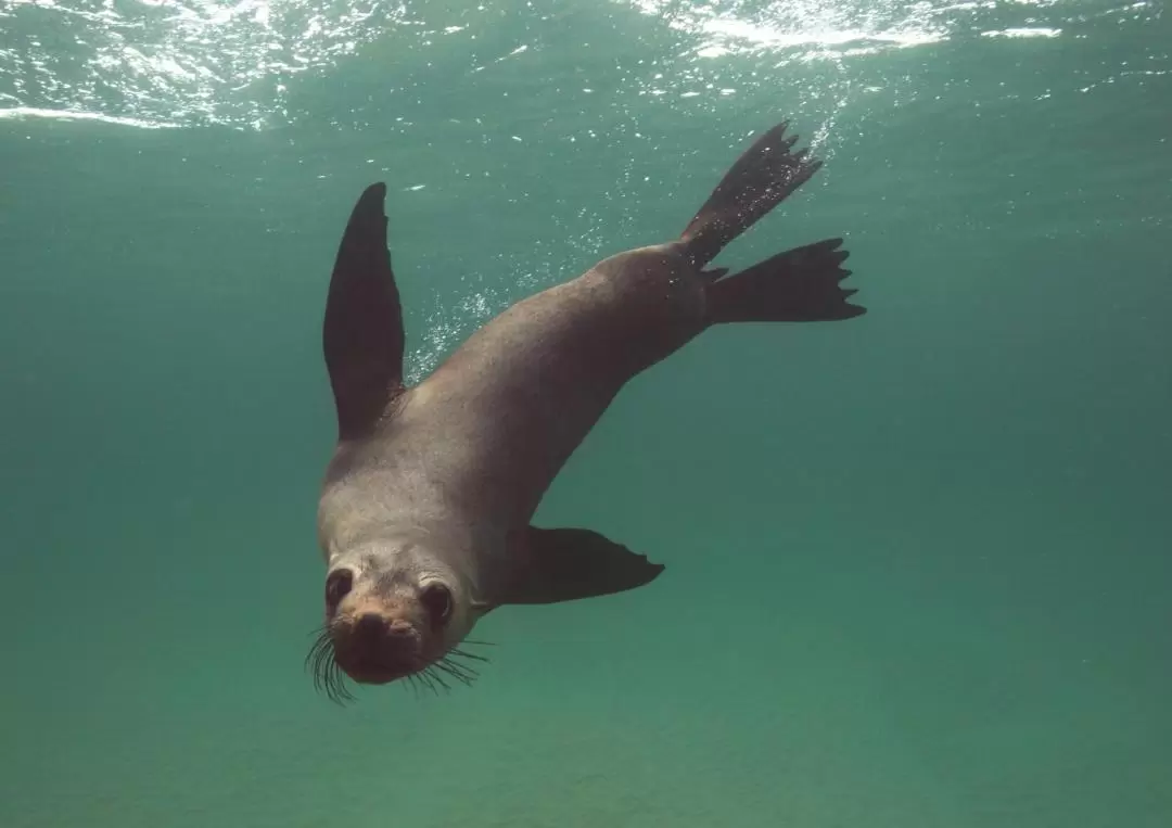 Dolphin & Seal Swim on the Mornington Peninsula