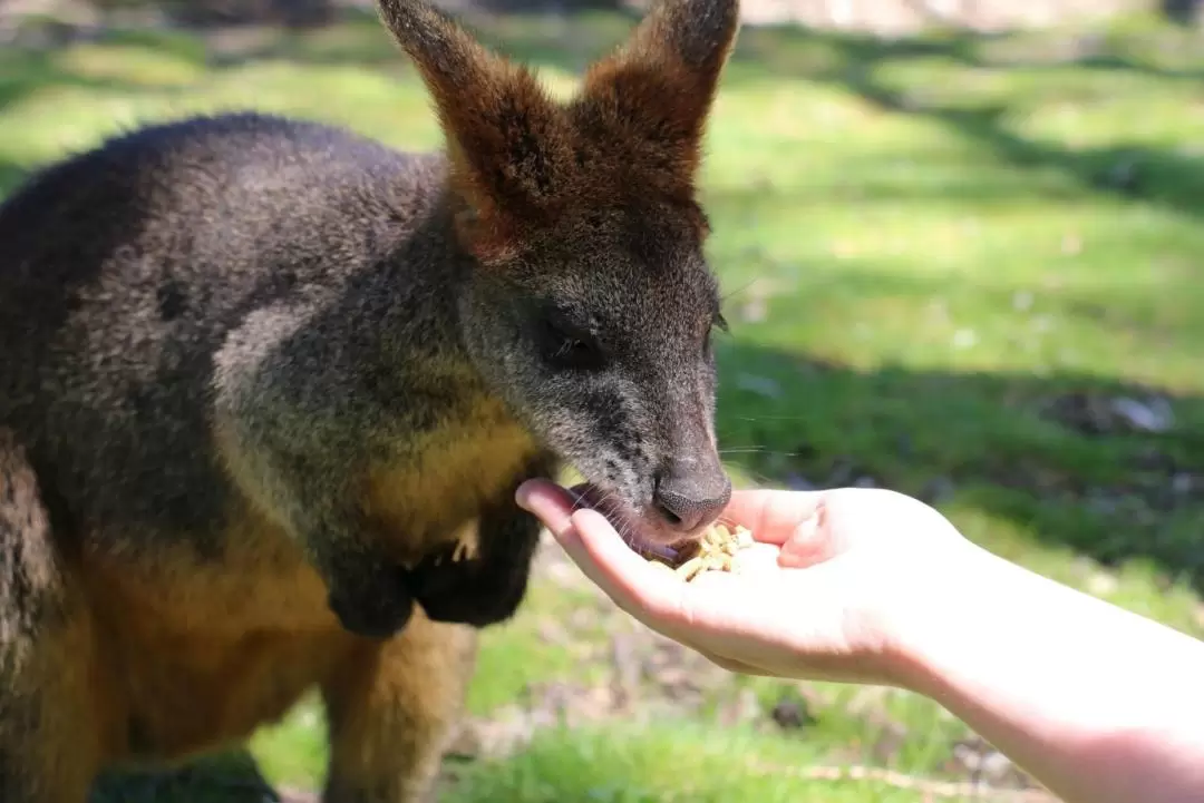 Cleland Wildlife Park Self Guided Tour from Adelaide