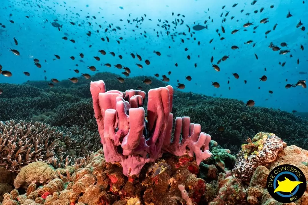 鹿島海洋公園浮潛體驗（巴厘島Dive Concepts提供）