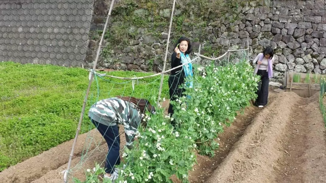 農場 仔牛エサやり・野菜の収穫・押し寿司づくり体験（佐賀）