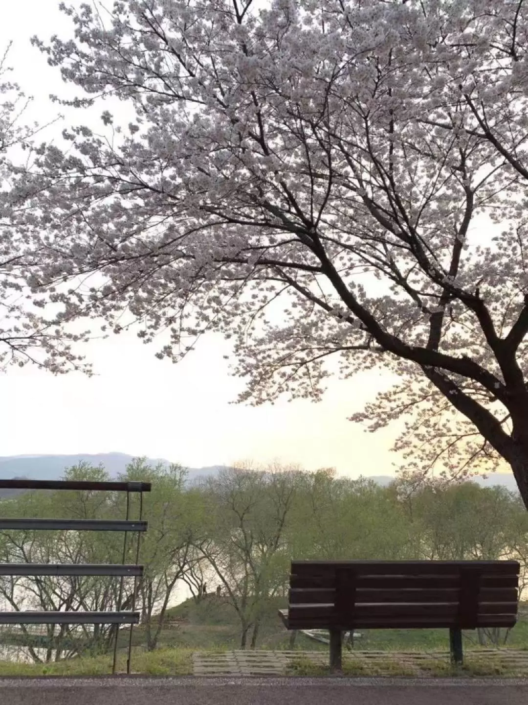 楊平龍門寺＆滑翔傘之旅