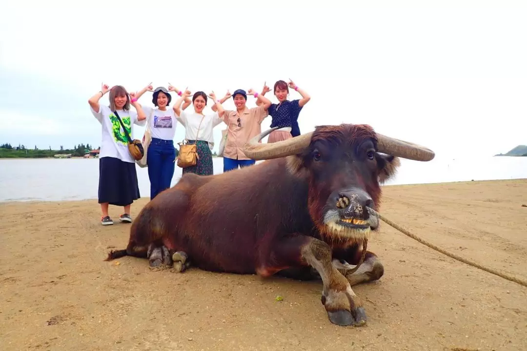 Snorkeling at Coral Island and Sightseeing in Yubujima Island