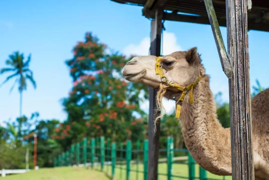 タガイタイ・パラディゾー動物園 入園チケット