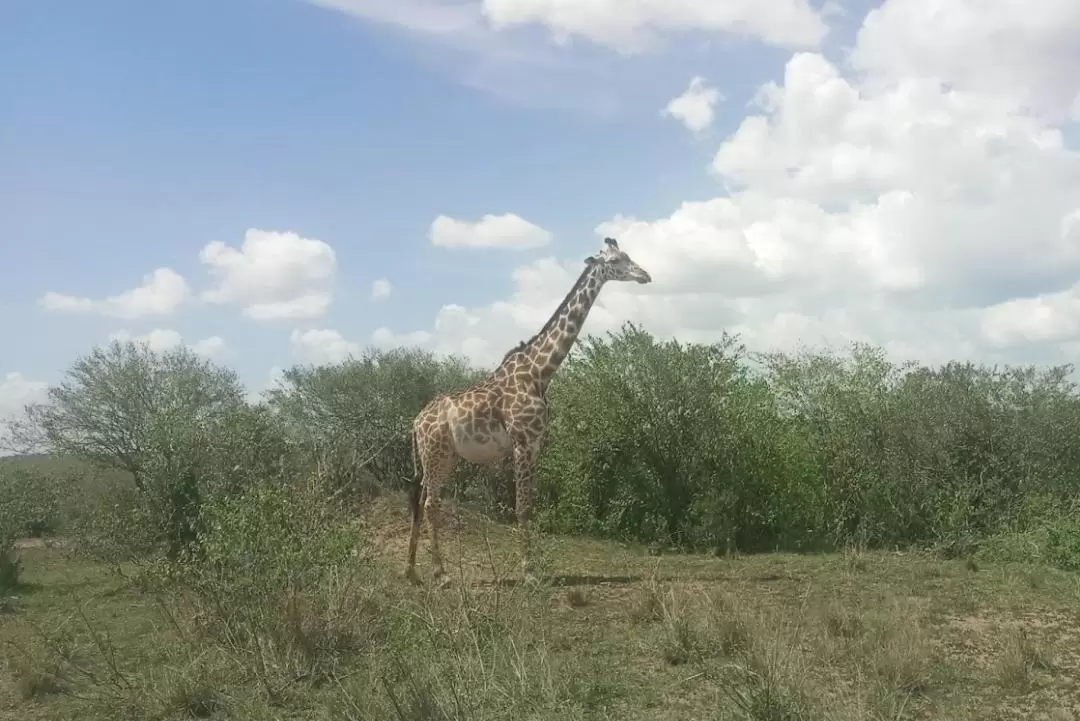 內羅畢野生動物 & 埃爾門泰塔湖 & 納庫魯湖 & 馬賽馬拉國家保護區7天6夜遊（內羅畢出發）