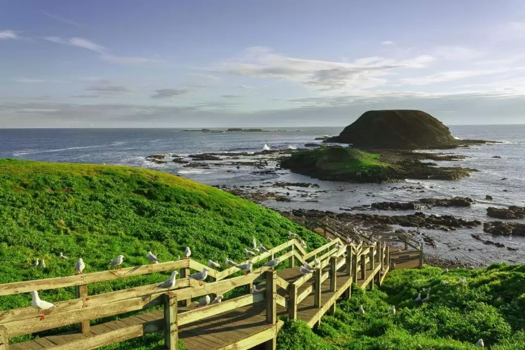 Penguin Parade and Kangaroo Feeding Tour in Phillip Island