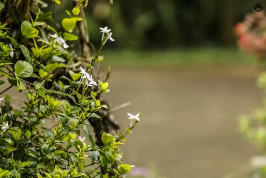 果達古咖啡種植園之旅