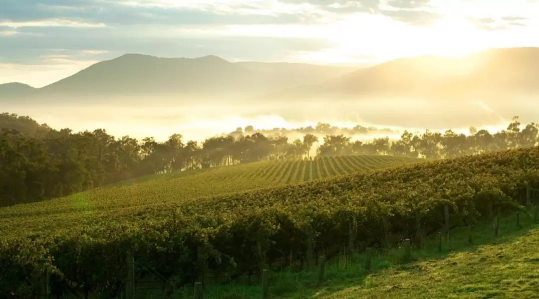 Discover the Yarra Valley Food and Wine Day Tour from Melbourne