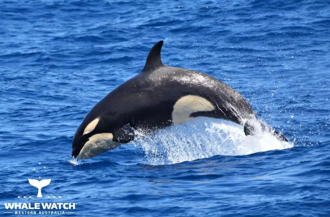 Bremer Bay Orca Experience