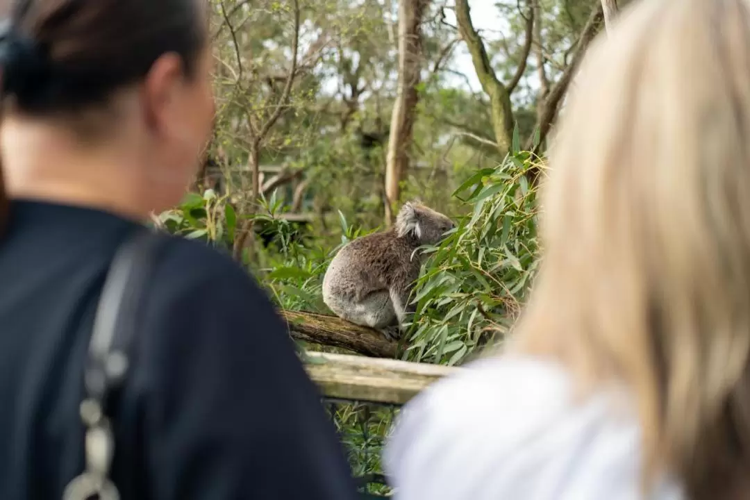 Koala Conservation Reserve Ticket in Phillip Island